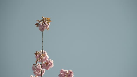 branch of a cherry blossom in front of the blue sky on a sunny day 4k 60fps