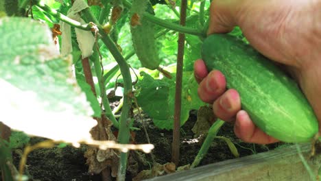 primer plano de granjero recogiendo pepino en granja orgánica