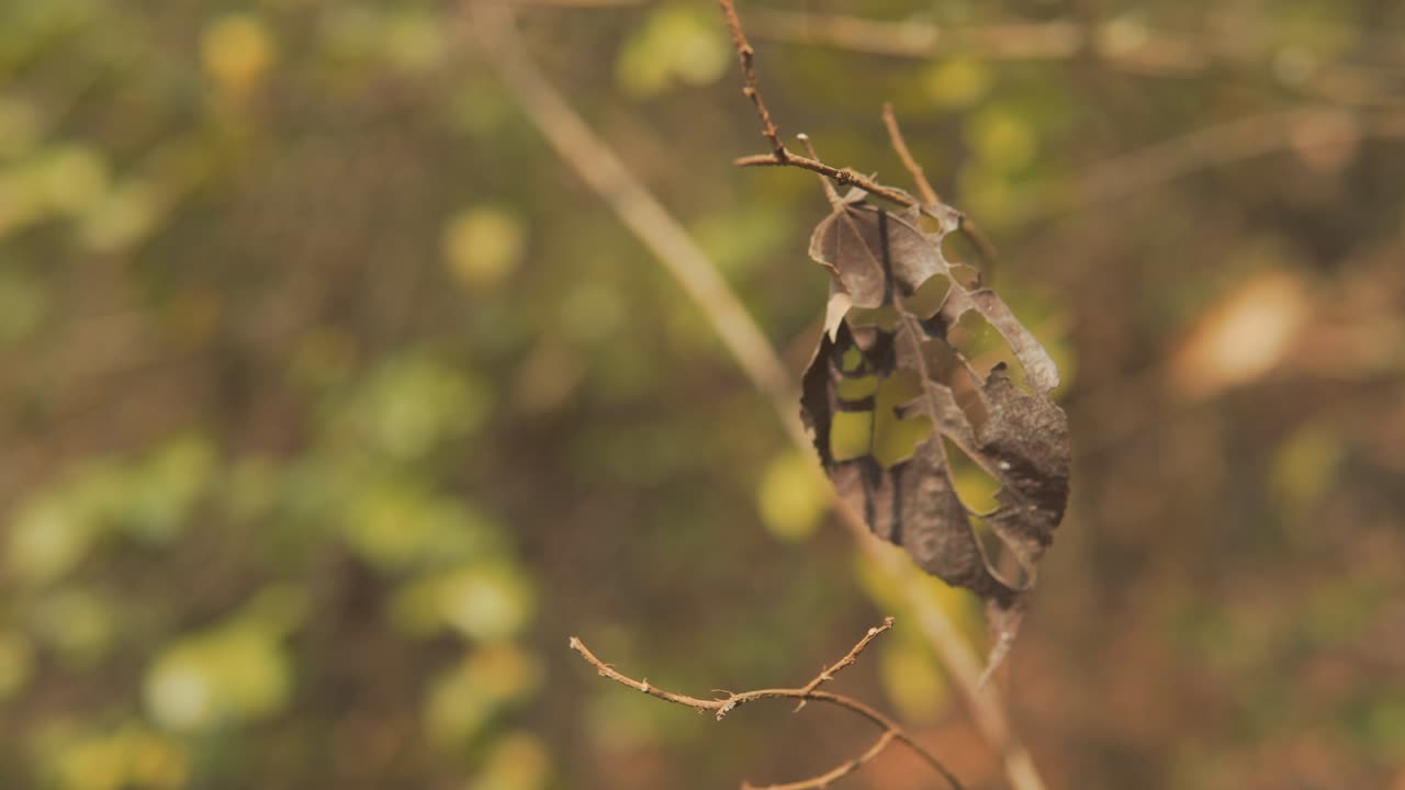 hojas secas con baches que se agitan en el viento