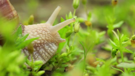 Gartenschnecke-Zieht-Tentakel-Mit-Augen-Zurück,-Während-Sie-Auf-Der-Pflanze-Kriecht