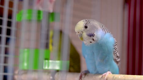 the loving and caring mother of most of the budgies, is sitting nervously on the perch watching her young ones and resting a little bit