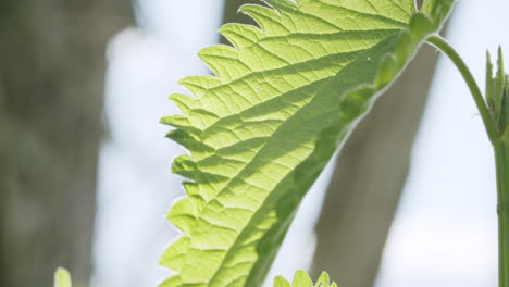 primer plano de una hoja de ortiga moviéndose en el viento en un soleado día de primavera