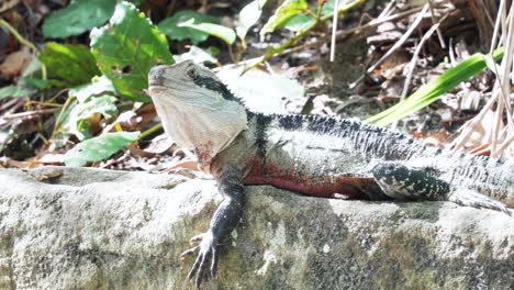 Dragón-De-Agua-Australiano-Acostado-Sobre-Una-Roca-Bajo-La-Luz-Del-Sol