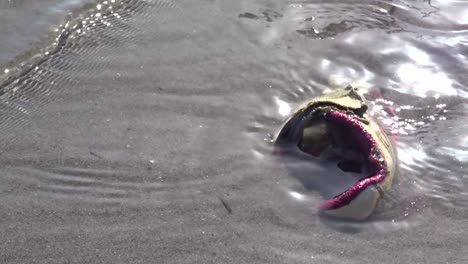 un zapato lavado en la costa, un ejemplo de contaminación en nuestros planetas, océanos y ríos