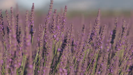 cerrar el campo de lavanda floreciendo flores de color púrpura