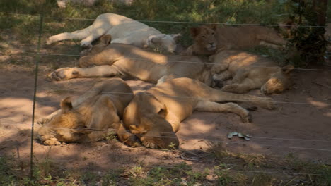 sleeping lions in a zoo enclosure