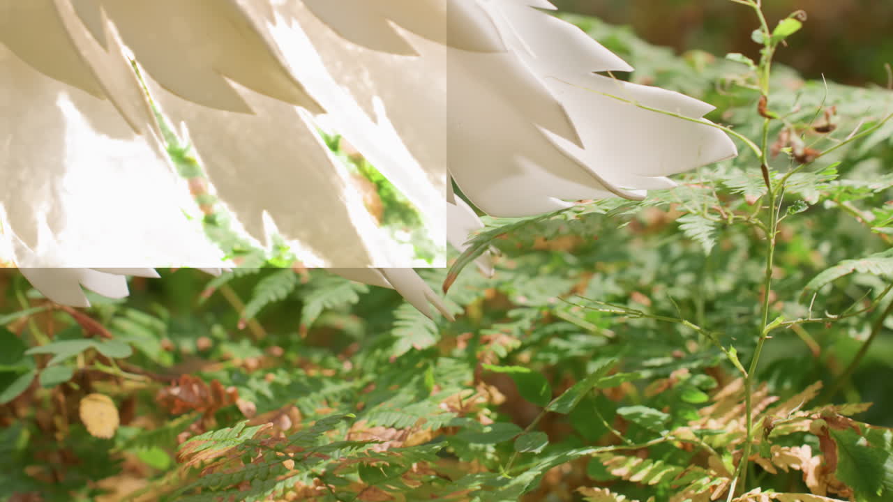 Close up of fairy guardian walking gracefully through forest with white wing brushing soft fern leaves under warm sunlight symbolizing purity magic and harmony between spirit and nature
