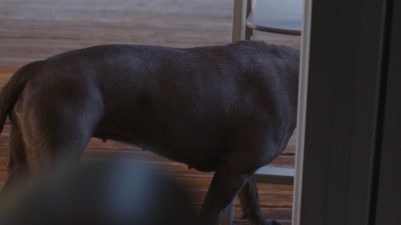 국내 아름다운 강아지 산책, 뒷면