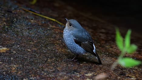 Dieser-Weibliche-Rotschwänzchen-Ist-Nicht-So-Farbenfroh-Wie-Das-Männchen,-Aber-Sicher-So-Flauschig-Wie-Ein-Knäuel-Eines-Niedlichen-Vogels