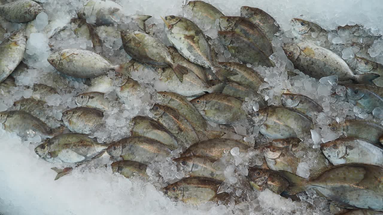 얼음 위의 신선한 생선