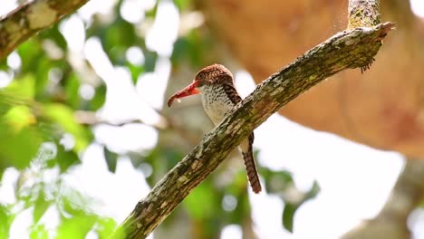 un martín pescador de árboles y una de las aves más hermosas que se encuentran en tailandia dentro de las selvas tropicales