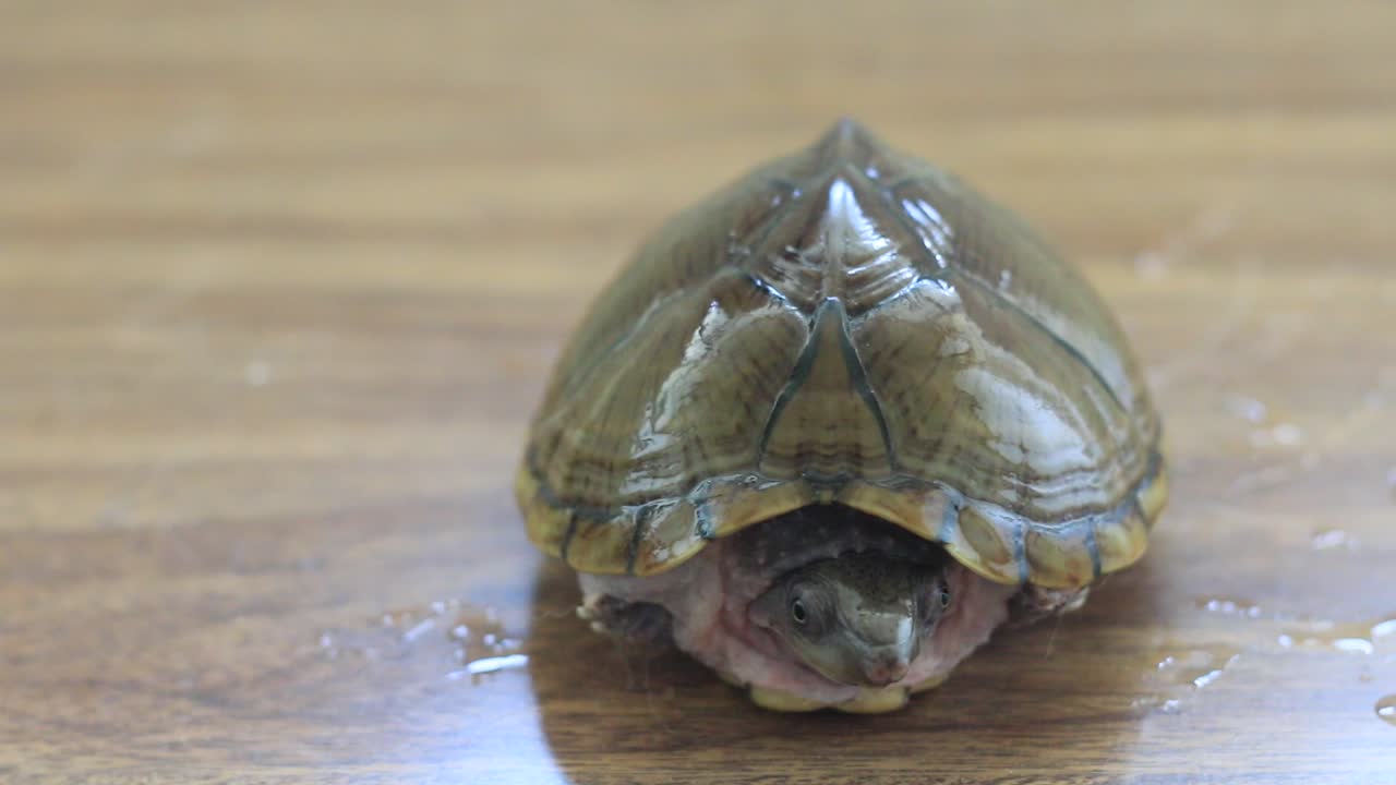 Razorback musk turtle  Close up video