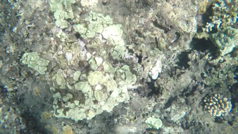 Tauchen-An-Korallenriffen