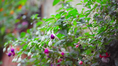 Flores-Silvestres-Bailando-En-El-Viento-Con-Gotas-De-Rocío