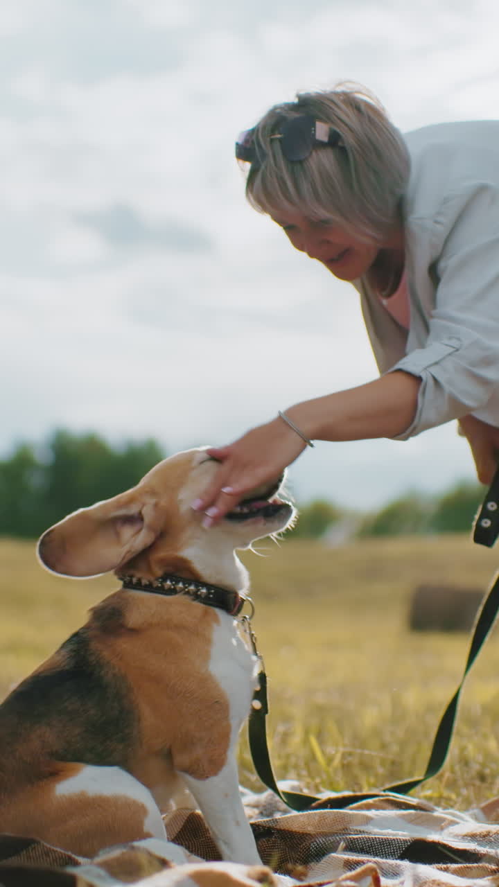 비글 개는 피크닉 담요에 앉아 있으며, 주인이 부드럽게 머리를 만지고, 줄을 들고, 따뜻한 빛은  어리로 시골의 분위기를 조성합니다.