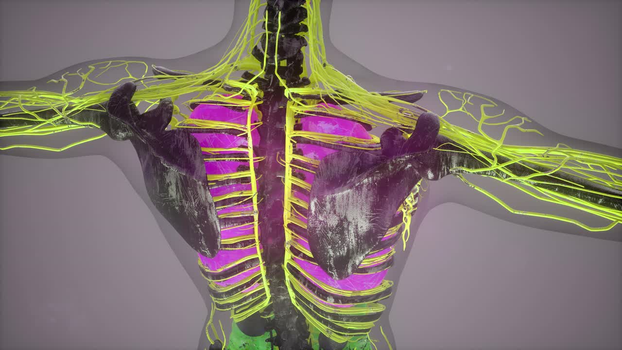 인간 신체 모델 일러스트
