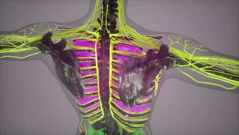 ilustración del modelo del cuerpo humano