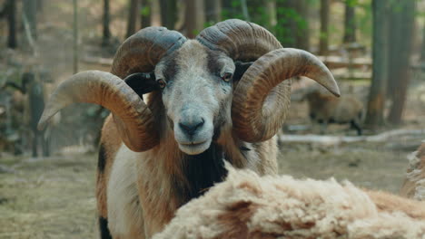 close up of a mature cameroon sheep ram with large horns