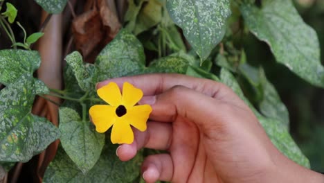 mano de mujer sosteniendo suavemente una flor amarilla