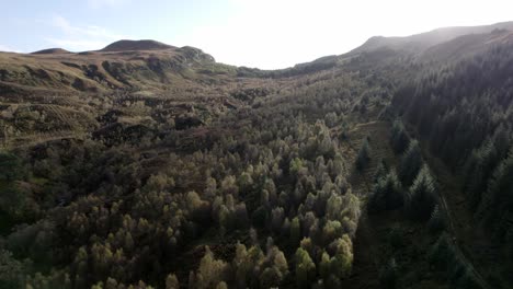 un dron vuela sobre un dosel forestal de abedules nativos en pleno color otoñal, inclinándose lentamente hacia el cielo brillante