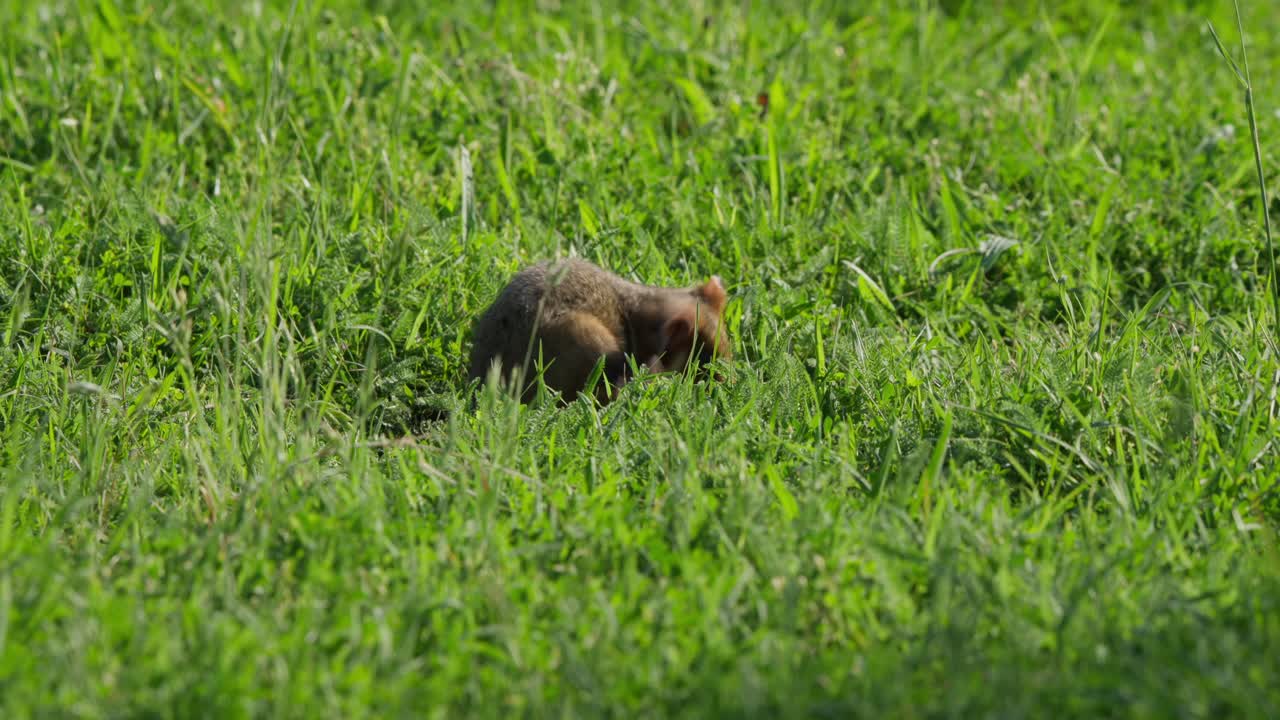 Hamster in long grass walks, pauses to scratch ear with hind leg and armpit with front paw, then continues moving and exits frame to the right in natural outdoor light