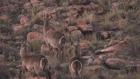 waterbuck antelopes stuck on bottom of rockslide in savannah