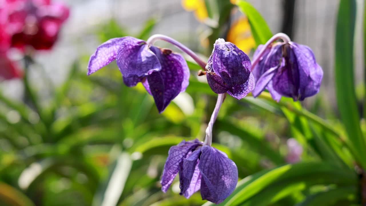 Purple orchids sway gently in a sunlit garden, surrounded by lush greenery and vibrant flowers
