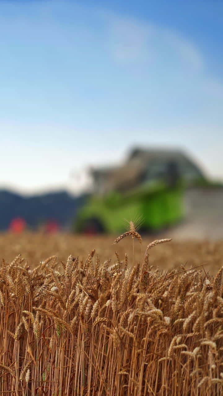 Heavy ears of wheat in the plantation. Wheat spikelets standing still on the summer windless day. Blurred harvester working at the backdrop. Vertical video