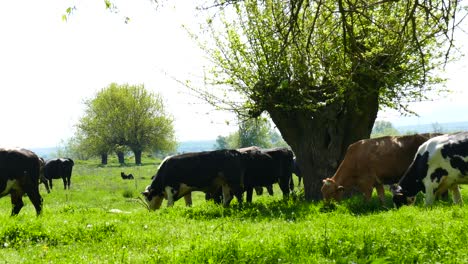 A-herd-cows-the-pasture-of-a-meadow-with-lush-grass