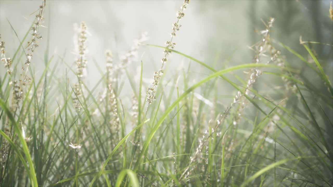 잔디 꽃 필드와 부드러운  ⁇ 빛을 배경으로.