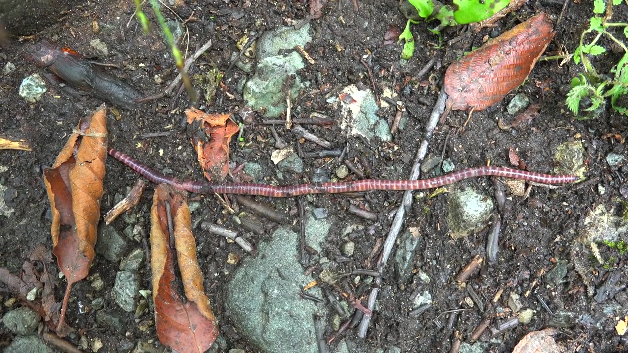 Earthworm Crawling on Damp Soil and Fallen Leaves