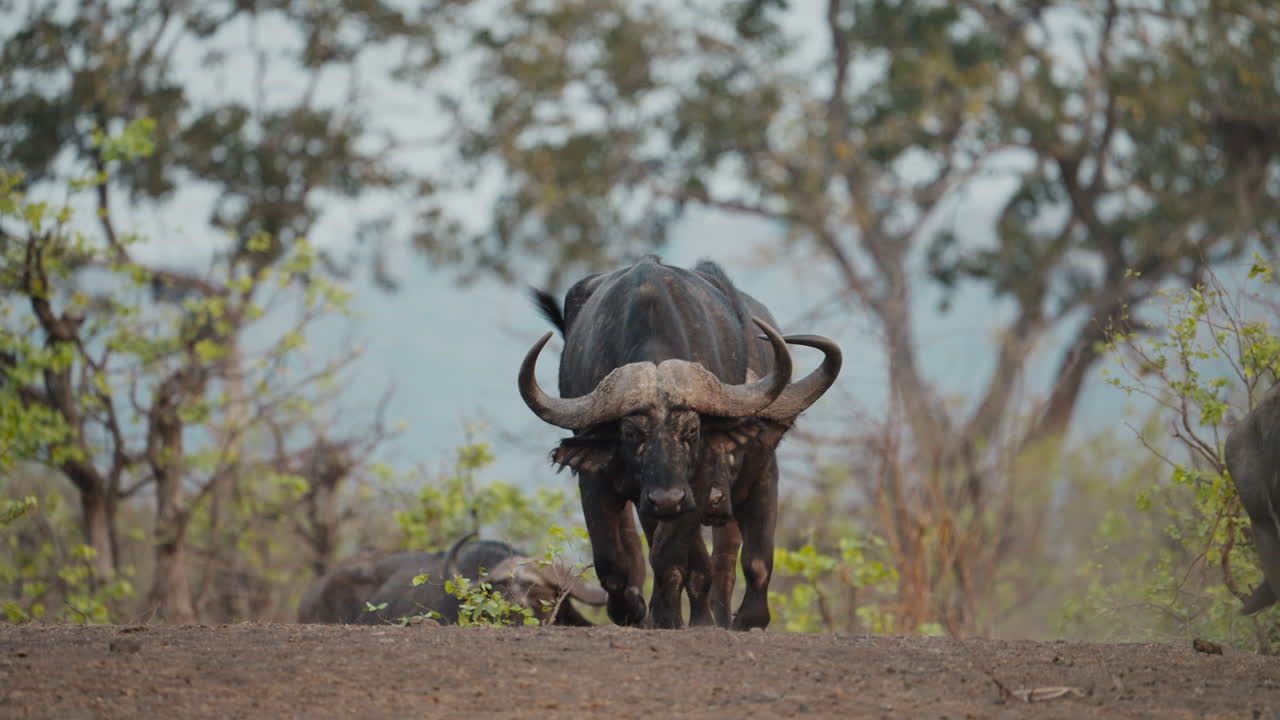 Group of large buffalos walking toward a waterhole in Gonarzhou National Park, Zimbabwe. Telephoto shot capturing their movement in the wild 02