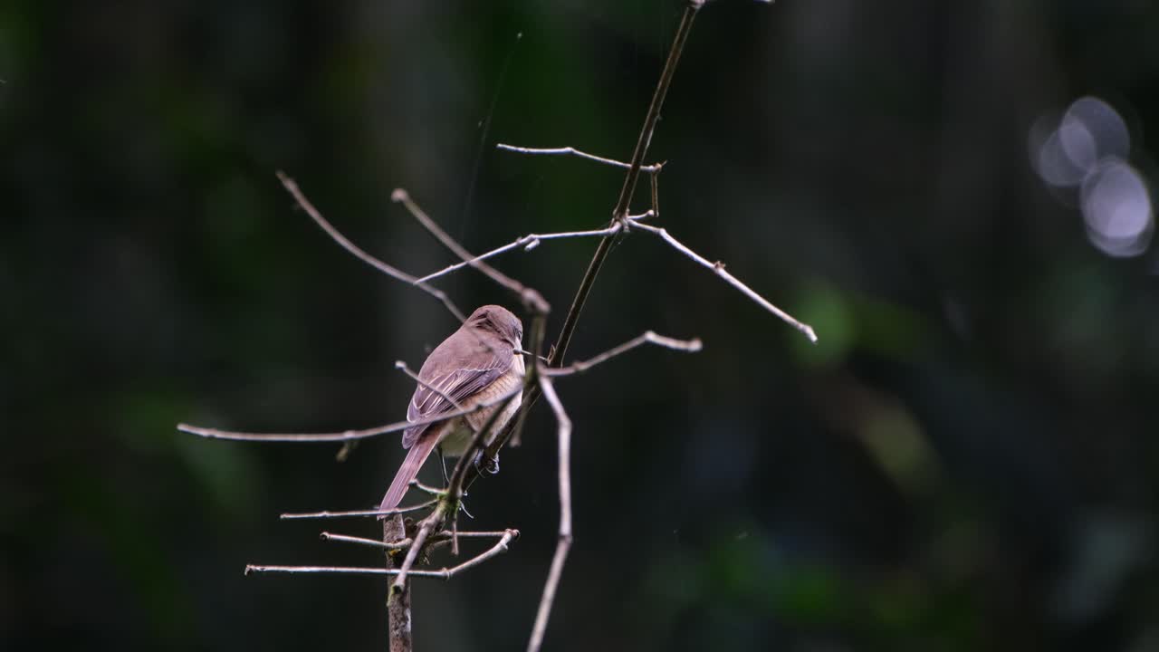 먹이를 찾는 동안 나뭇가지 뒤에서 본 다음 오른쪽을 향함, 갈색 때까치 lanius cristatus, 필리핀
