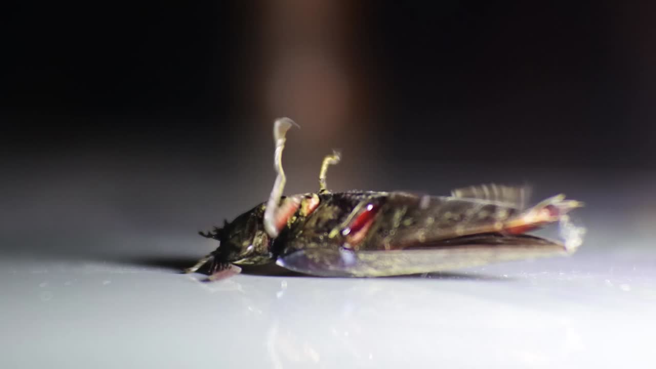 검은풍뎅이 딱정벌레