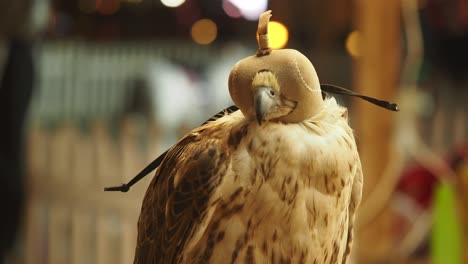 falcon with protective headgear