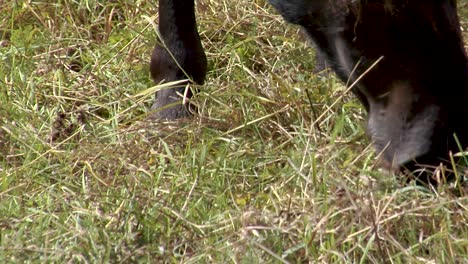 caballos salvajes en un día gris y ventoso