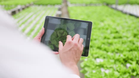 greenhouse, tablet or hands with agriculture