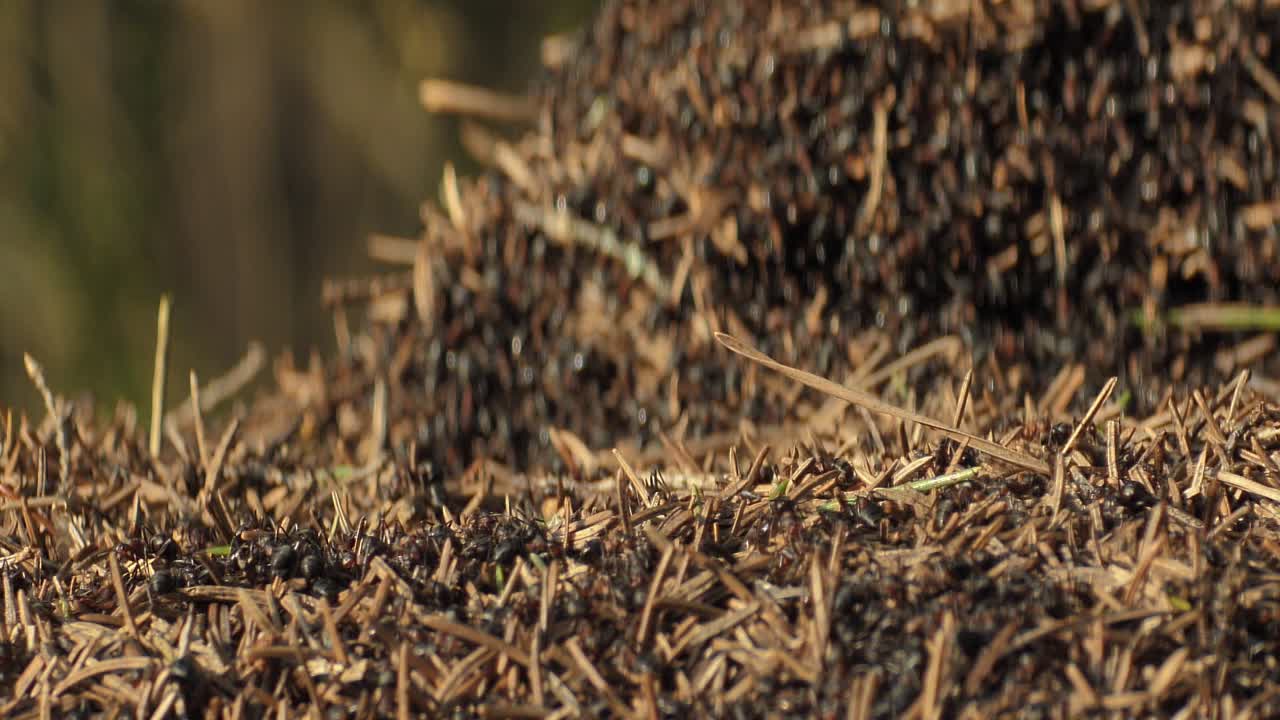 개미 들 의 집단 은 개미  ⁇  을 형성 한다