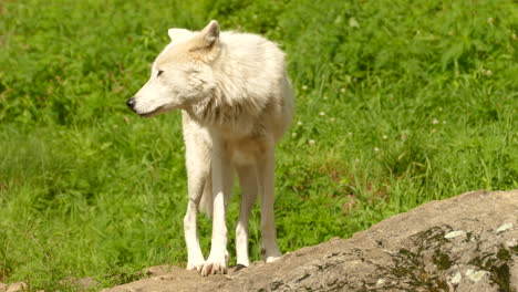 Ein-Einsamer-Polarwolf-Steht-Auf-Einem-Kleinen-Felsvorsprung,-Während-Eine-Sanfte-Brise-Weht,-Canis-Lupus-Arctos