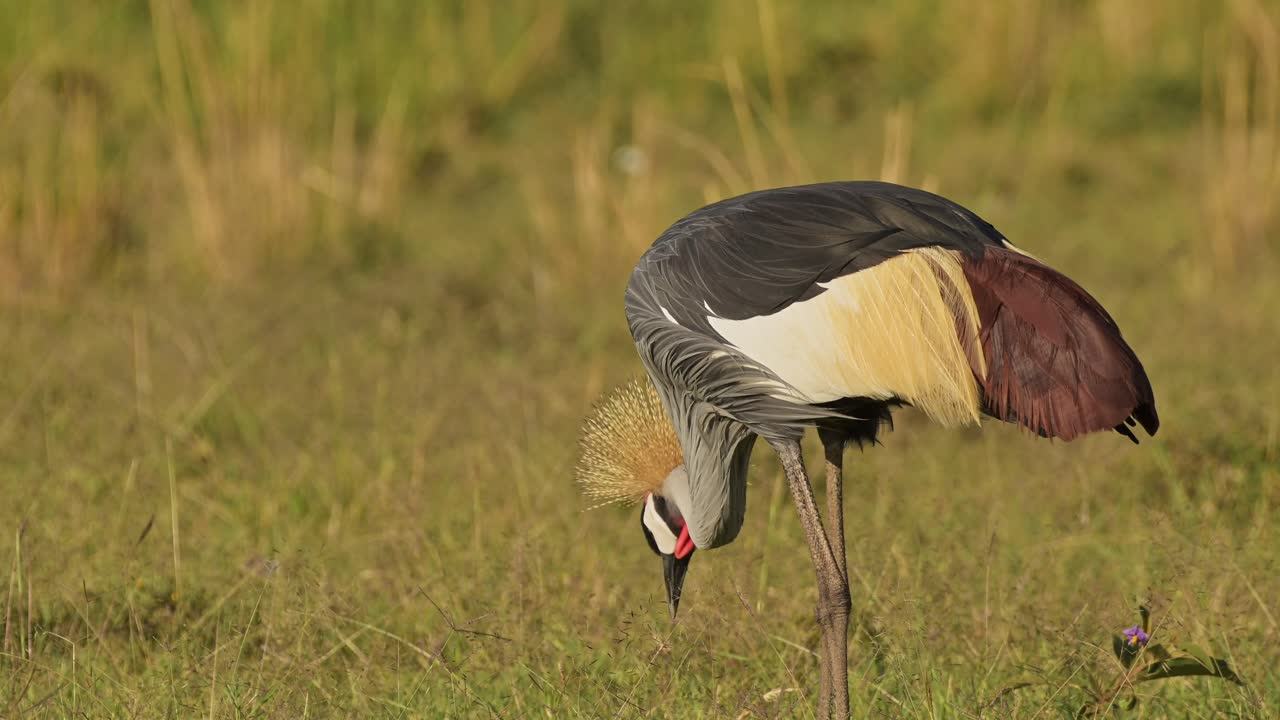 케냐 의 마사이 마라 국립 보호 구역 에 있는 아프리카 야생 동물 의 다채로운  ⁇ 털 을 보여 주는 아름다운 빛 속 에 사바나 사바나 의 높은 풀 에서 먹이 를 먹고 있는 회색 왕관 크레인 의 느린 동작 촬영