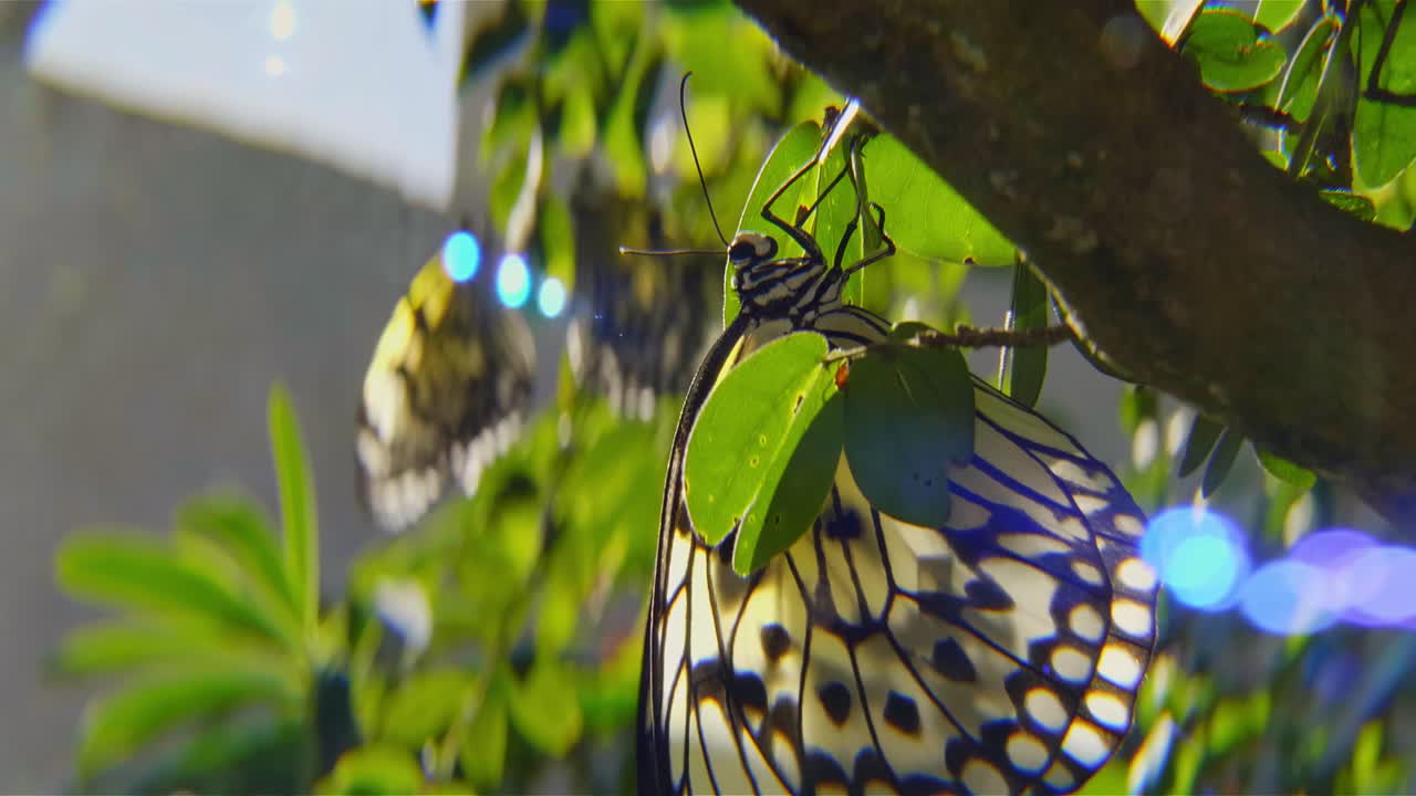 mariposas coloridas descansando en hojas verdes exuberantes en un jardín soleado