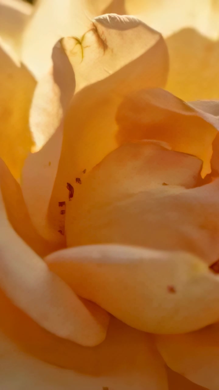 Video verticale: L'obiettivo si muove verso l'alto, mostrando un fiore in giardino, con un petalo interno arricciato che rivela un dettaglio.