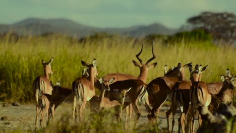 the cool amazing footage of the impala in kenya slopes of kilimanjaro amboseli area