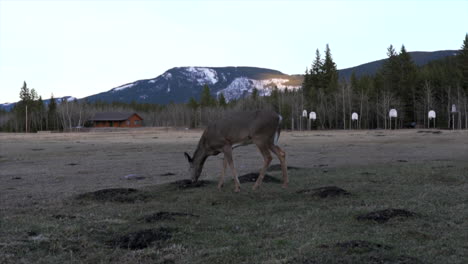 Deer-grazing-on-grass