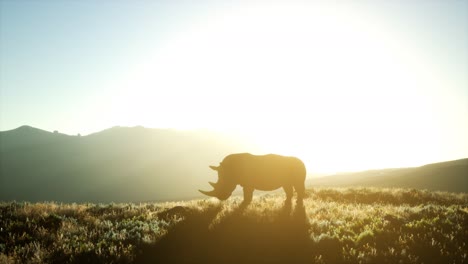 Nashorn-Steht-Bei-Sonnenuntergang-Im-Offenen-Gelände