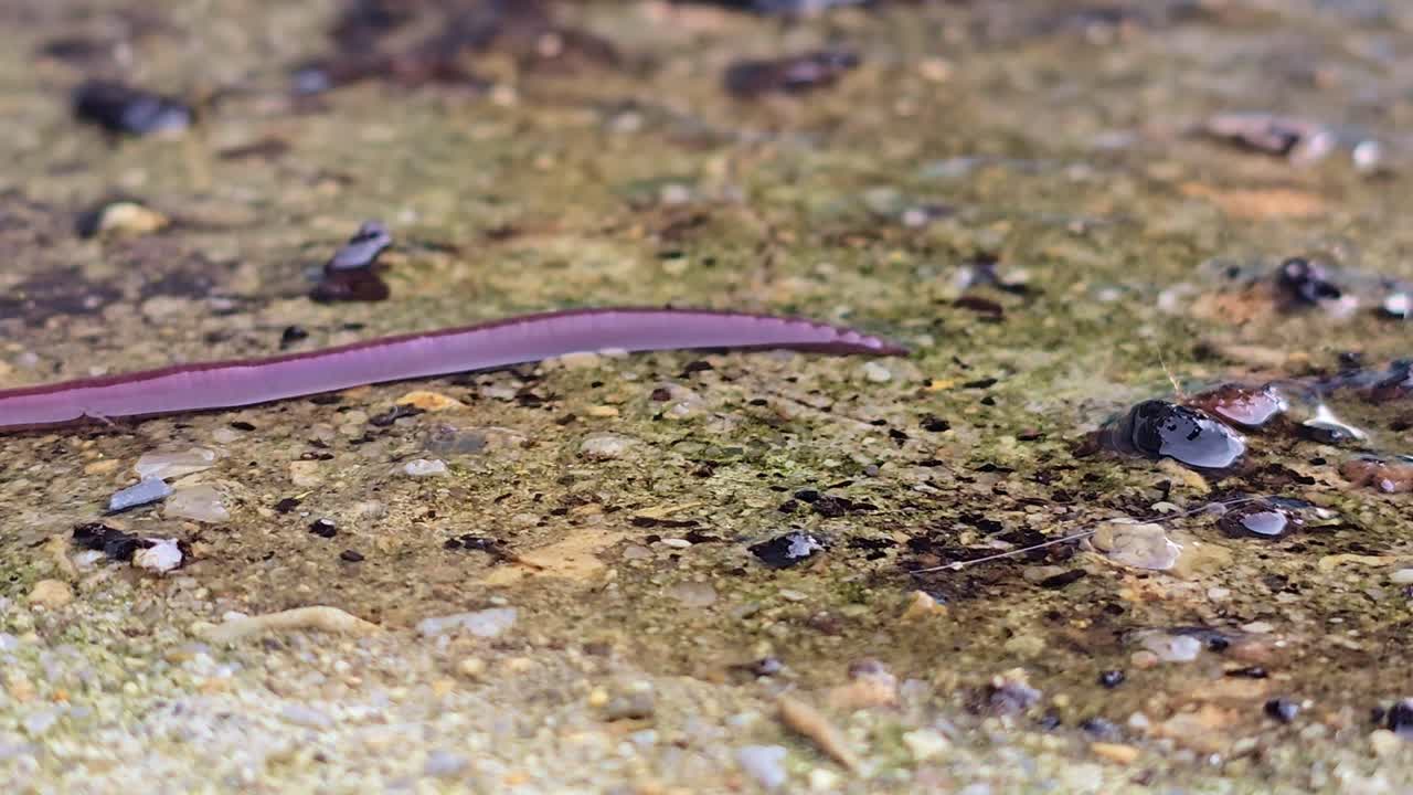 Close-up de uma minhoca rastejando para dentro do enquadramento sobre um solo úmido e texturizado.