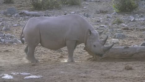 rhino stands in the african wilderness in etosha national park