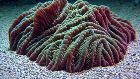 close-up of a vibrant coral