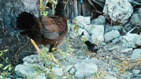 un pollo de plumas oscuras con un prominente peine rojo y wattle está de pie entre las rocas y la vegetación escasa
