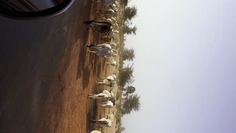 Buey-Vertical-Cruzando-Un-Camino-Polvoriento-Paisaje-Africano-Remoto,-Pastos-De-Senegal-Y-Agricultura-En-Una-Aldea-Remota-Pobre